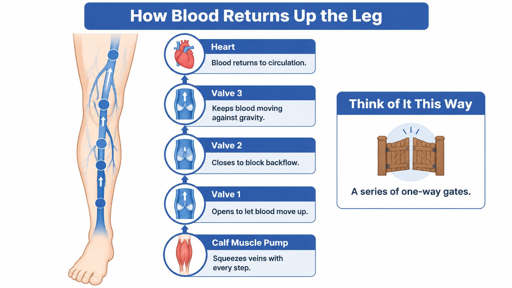 A diagram illustrating how blood flows upward through leg veins using a muscle pump and one-way valves.