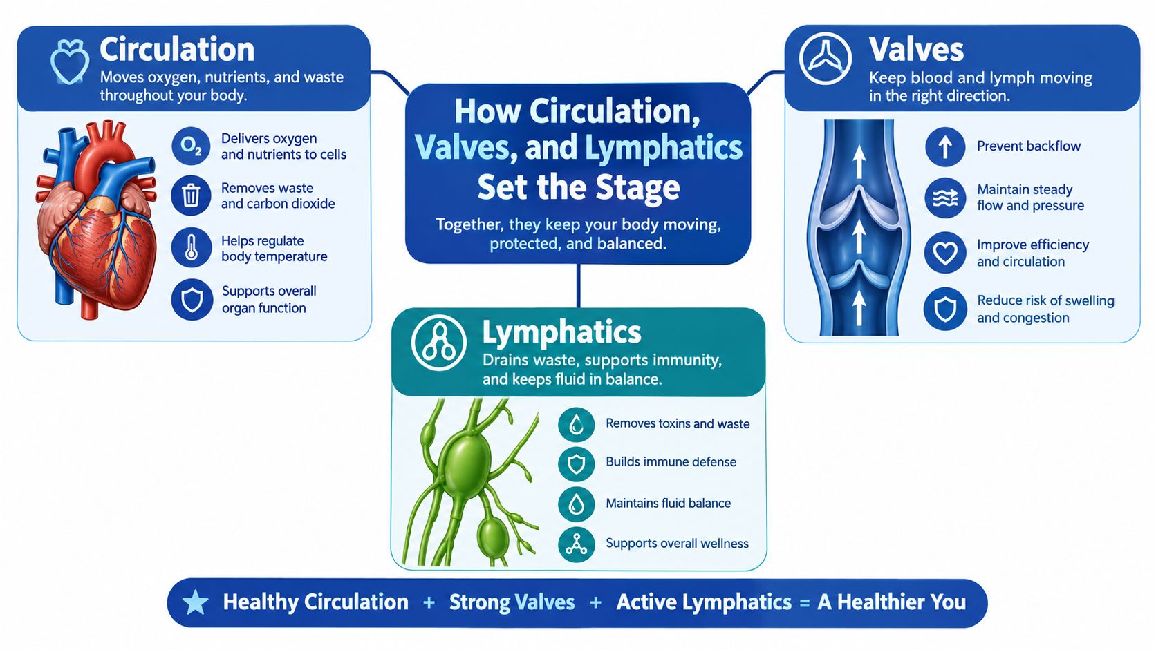 An infographic illustrating how circulation, valves, and the lymphatic system work together for bodily health.