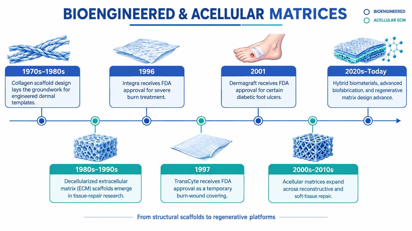 A timeline graphic showing the history and evolution of bioengineered and acellular matrices for tissue repair.
