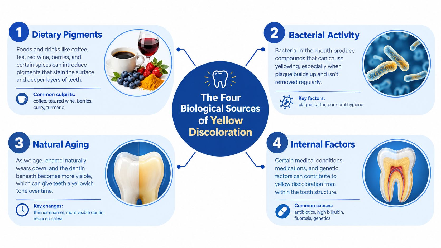 An infographic showing the four primary biological causes of yellow tooth discoloration, including dietary, bacterial, aging, and internal factors.
